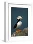 Puffin, Katmai National Park, Alaska-Paul Souders-Framed Photographic Print