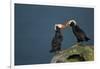 Puffin, Katmai National Park, Alaska-Paul Souders-Framed Photographic Print