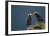 Puffin, Katmai National Park, Alaska-Paul Souders-Framed Photographic Print