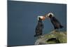 Puffin, Katmai National Park, Alaska-Paul Souders-Mounted Photographic Print