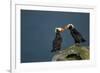 Puffin, Katmai National Park, Alaska-Paul Souders-Framed Photographic Print