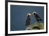 Puffin, Katmai National Park, Alaska-Paul Souders-Framed Photographic Print