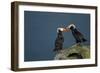 Puffin, Katmai National Park, Alaska-Paul Souders-Framed Photographic Print