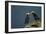 Puffin, Katmai National Park, Alaska-Paul Souders-Framed Photographic Print