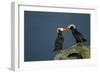 Puffin, Katmai National Park, Alaska-Paul Souders-Framed Photographic Print