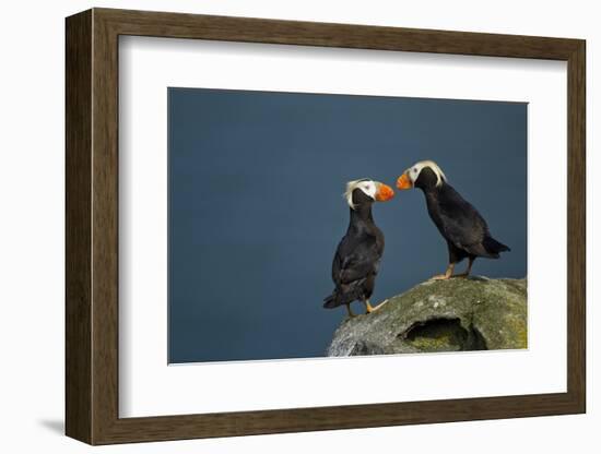 Puffin, Katmai National Park, Alaska-Paul Souders-Framed Photographic Print