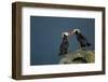 Puffin, Katmai National Park, Alaska-Paul Souders-Framed Photographic Print