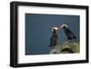 Puffin, Katmai National Park, Alaska-Paul Souders-Framed Photographic Print