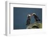 Puffin, Katmai National Park, Alaska-Paul Souders-Framed Photographic Print