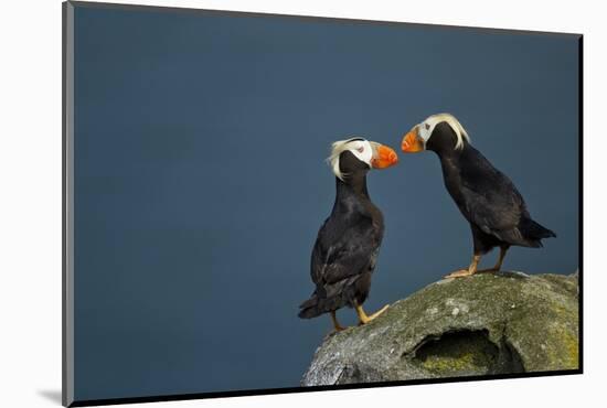 Puffin, Katmai National Park, Alaska-Paul Souders-Mounted Photographic Print