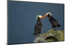 Puffin, Katmai National Park, Alaska-Paul Souders-Mounted Photographic Print