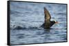 Puffin, Kodiak Island, Alaska-Paul Souders-Framed Stretched Canvas