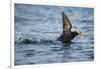 Puffin, Kodiak Island, Alaska-Paul Souders-Framed Photographic Print