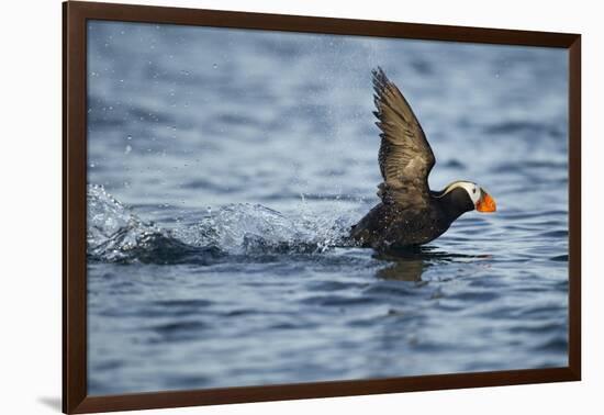 Puffin, Kodiak Island, Alaska-Paul Souders-Framed Photographic Print