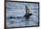 Puffin, Kodiak Island, Alaska-Paul Souders-Framed Photographic Print