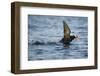 Puffin, Kodiak Island, Alaska-Paul Souders-Framed Photographic Print