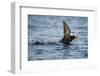 Puffin, Kodiak Island, Alaska-Paul Souders-Framed Photographic Print