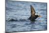 Puffin, Kodiak Island, Alaska-Paul Souders-Mounted Photographic Print