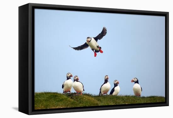 Puffin Landing-Howard Ruby-Framed Stretched Canvas