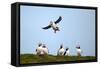 Puffin Landing-Howard Ruby-Framed Stretched Canvas