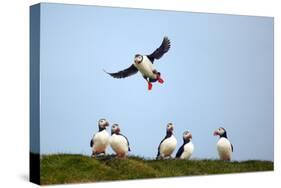 Puffin Landing-Howard Ruby-Stretched Canvas