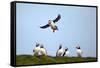 Puffin Landing-Howard Ruby-Framed Stretched Canvas