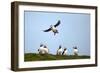 Puffin Landing-Howard Ruby-Framed Photographic Print