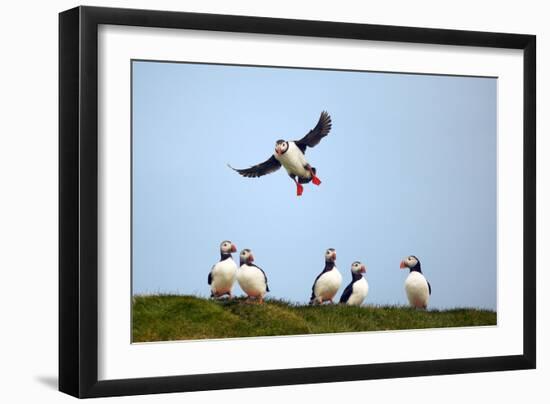 Puffin Landing-Howard Ruby-Framed Photographic Print