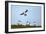 Puffin Landing-Howard Ruby-Framed Photographic Print