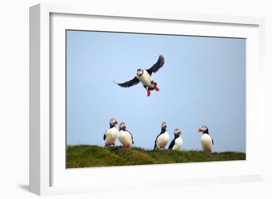 Puffin Landing-Howard Ruby-Framed Photographic Print