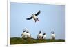 Puffin Landing-Howard Ruby-Framed Photographic Print