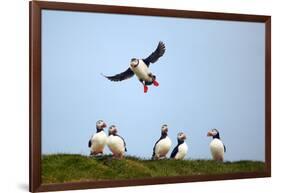 Puffin Landing-Howard Ruby-Framed Photographic Print