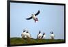 Puffin Landing-Howard Ruby-Framed Photographic Print