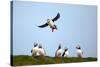 Puffin Landing-Howard Ruby-Stretched Canvas