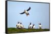 Puffin Landing-Howard Ruby-Framed Stretched Canvas