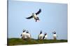 Puffin Landing-Howard Ruby-Stretched Canvas