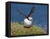 Puffin Lands on Grass Ledge by Sea-null-Framed Stretched Canvas