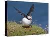 Puffin Lands on Grass Ledge by Sea-null-Stretched Canvas