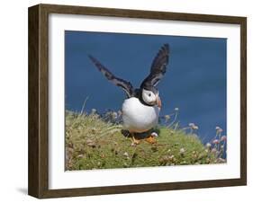 Puffin Lands on Grass Ledge by Sea-null-Framed Photographic Print