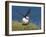 Puffin Lands on Grass Ledge by Sea-null-Framed Photographic Print