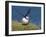 Puffin Lands on Grass Ledge by Sea-null-Framed Photographic Print