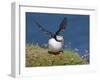 Puffin Lands on Grass Ledge by Sea-null-Framed Photographic Print