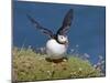 Puffin Lands on Grass Ledge by Sea-null-Mounted Photographic Print
