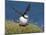 Puffin Lands on Grass Ledge by Sea-null-Mounted Photographic Print