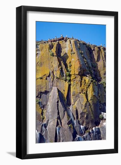 Puffin Mountain-Howard Ruby-Framed Photographic Print