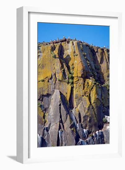 Puffin Mountain-Howard Ruby-Framed Photographic Print