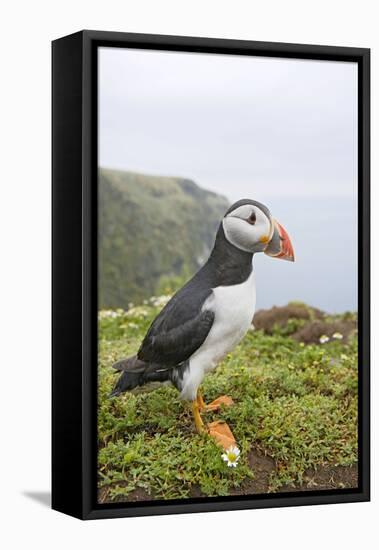 Puffin Near Nest Burrow-null-Framed Stretched Canvas