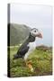 Puffin Near Nest Burrow-null-Stretched Canvas