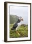 Puffin Near Nest Burrow-null-Framed Photographic Print