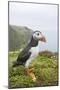 Puffin Near Nest Burrow-null-Mounted Photographic Print